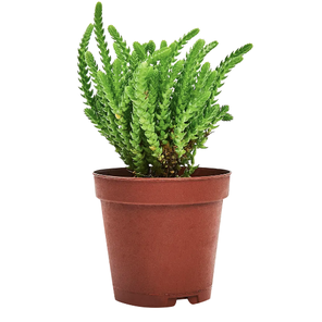 Крассула плаунковидная